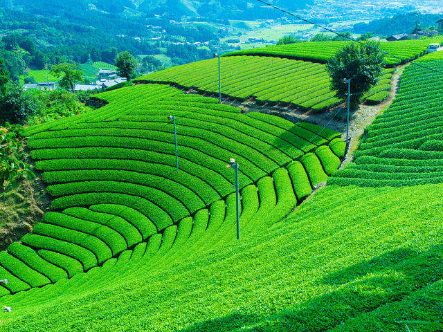 京都の有機抹茶畑