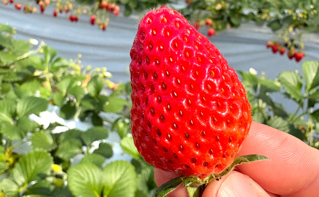 仙台いちごのクラフトジャム