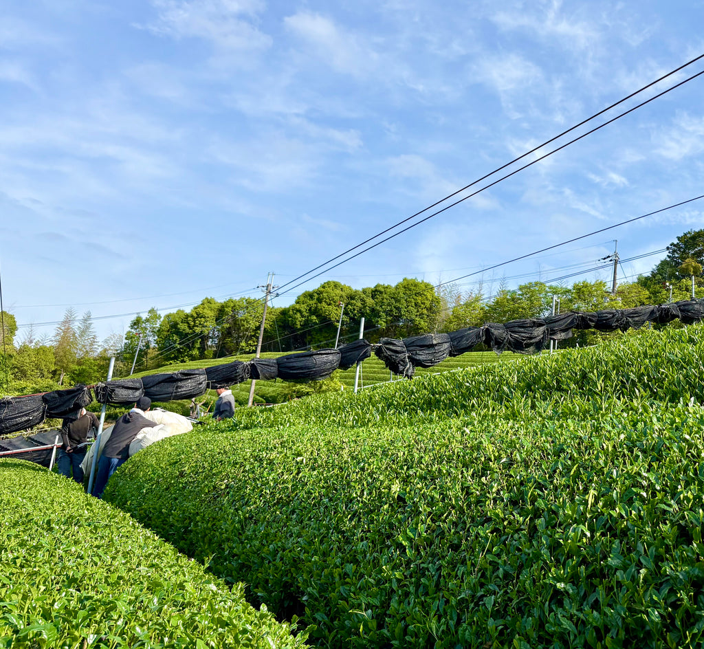 有機国産抹茶 Select Grade